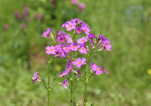2026.05.02_クリンソウ_P1500699_s.jpg