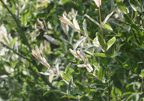 2026.05.09_ハクロニシキ_P1510321_s.jpg