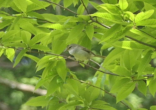 2026.05.12_ウグイス_P1510365_s.jpg