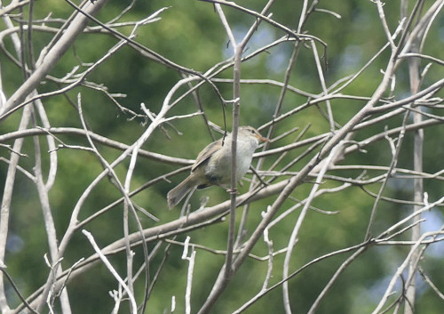 2026.05.12_ウグイス_P1510376_s.jpg