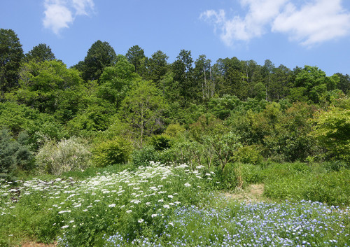 2026.05.16_ガーデンと借景_P1510488_s.jpg