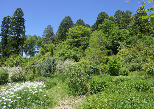 2026.05.17_ガーデンと借景_P1510600_s.jpg