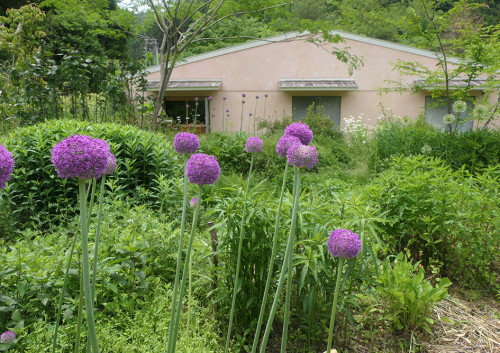 2026.05.26_アリウムギガンチウム_P1520114_s.jpg