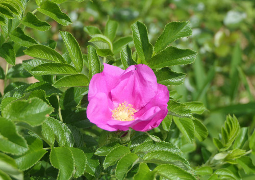 2026.05.26_ハマナス_P1520088_s.jpg
