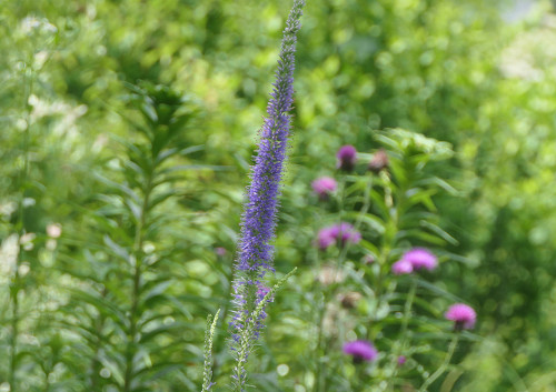 2026.06.06_エゾクガイソウ_P1520341_s.jpg