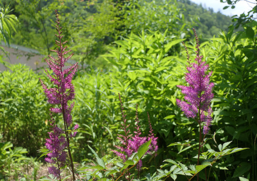 2026.06.13_アスチルベ_P1520584_s.jpg