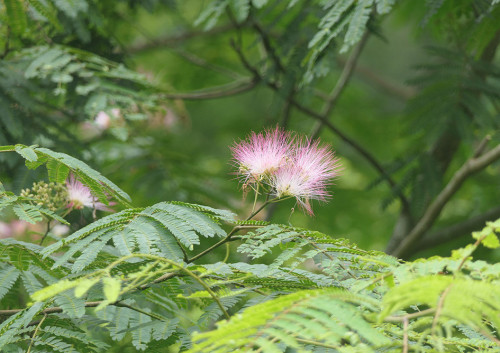 2026.07.11_ネムノキ_P1540147_s.jpg
