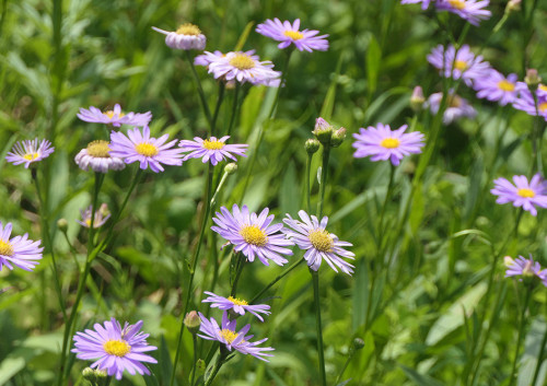 2026.07.16_北山友禅菊_P1540361_s.jpg
