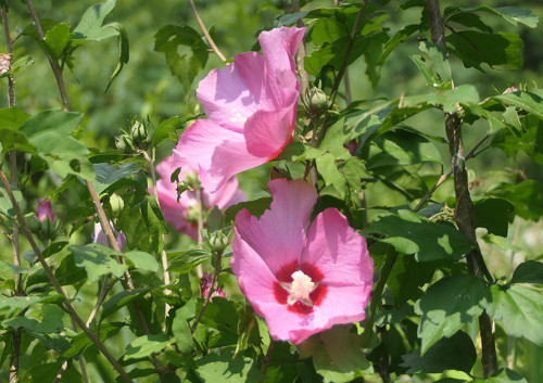 2026.07.21_ムクゲ_P1540689_s.jpg