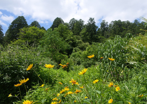 2026.07.09_夏のガーデン_P1530783_s.jpg