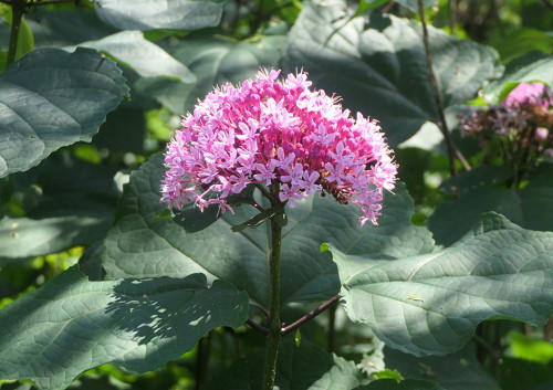 2026.08.22_ボタンクサギ_P1560251_s.jpg