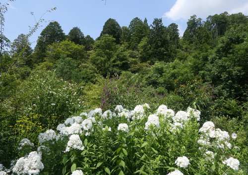2026.08.02_8月のガーデン_P1550445_s.jpg