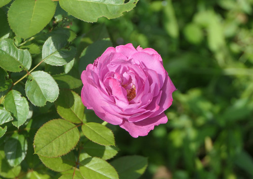 2026.09.01_バラ恋いづな_P1560670_s.jpg