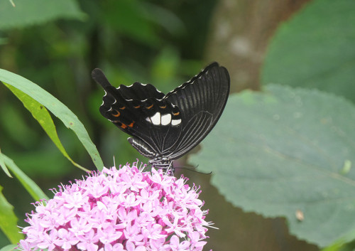 2026.09.06_ボタンクサギ_P1560809_s.jpg