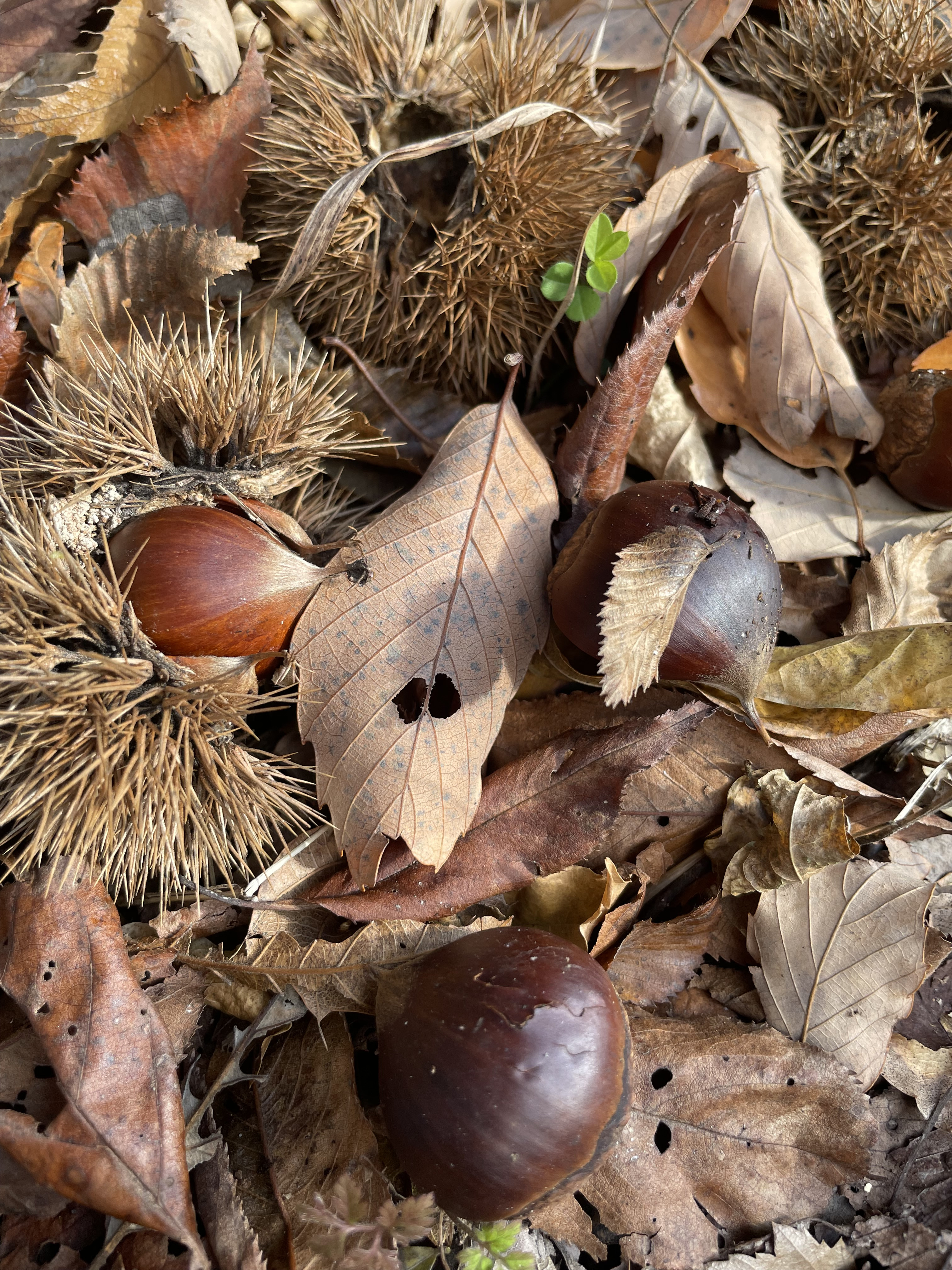 秋かと思ったら急に冬🍂