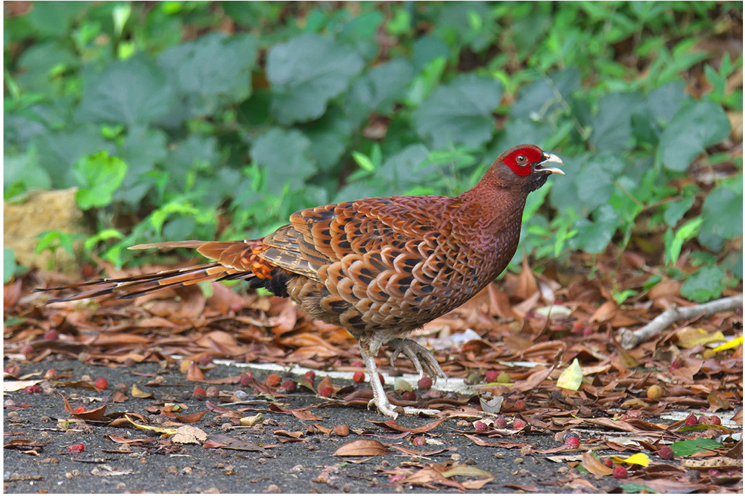 バードストライク🐦