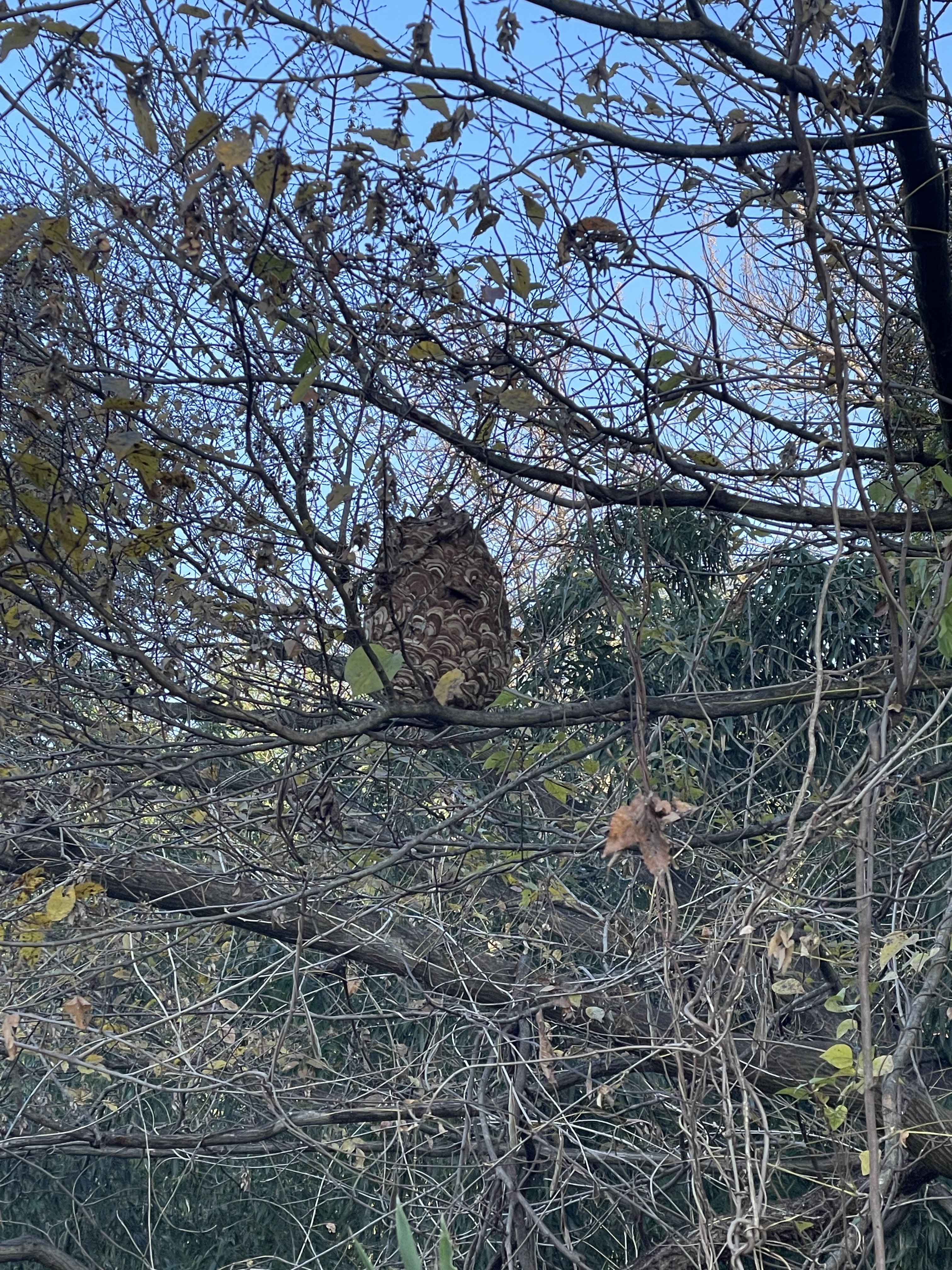 ⚠スズメバチにご注意ください⚠