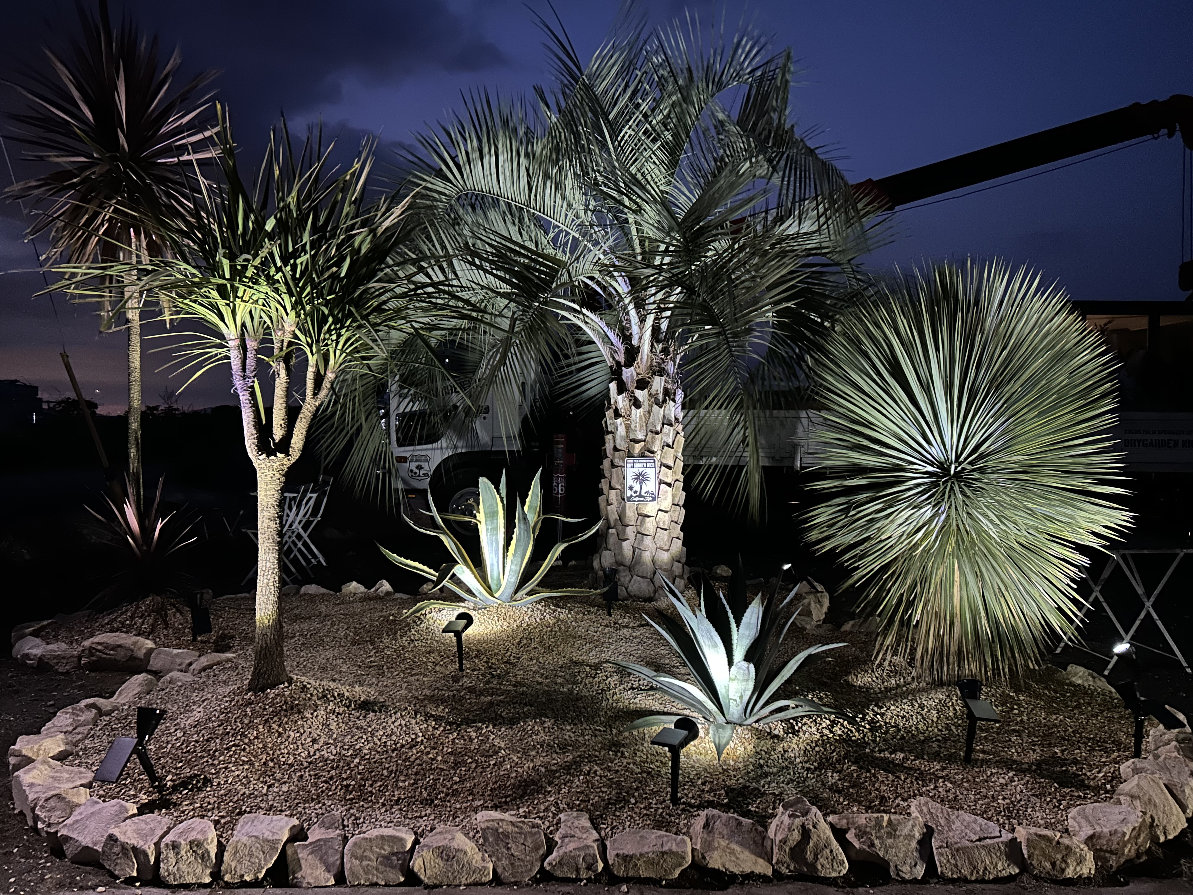 ココ様　＊　専用　＊ COCOS PALM OLD OLIVE SPECIALTY STORE DRYGARDEN Nico - ココスヤシ