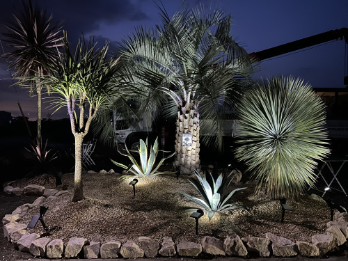 COCOS PALM SPECIALTY STORE DRYGARDEN Nico