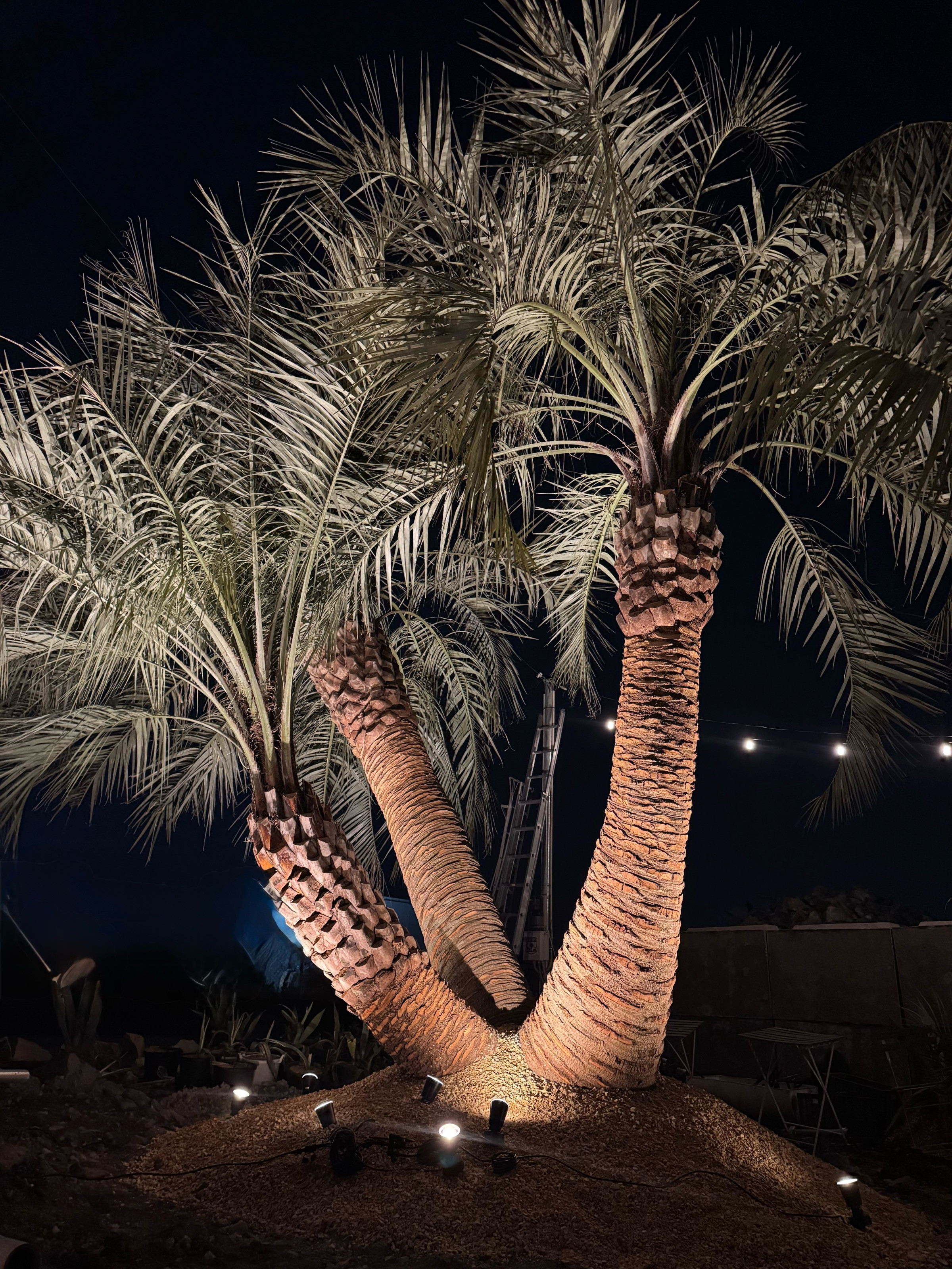 ココスヤシ　抜き苗　引き取り限定　福岡県 ココスヤシ抜き苗引き取り限定福岡県