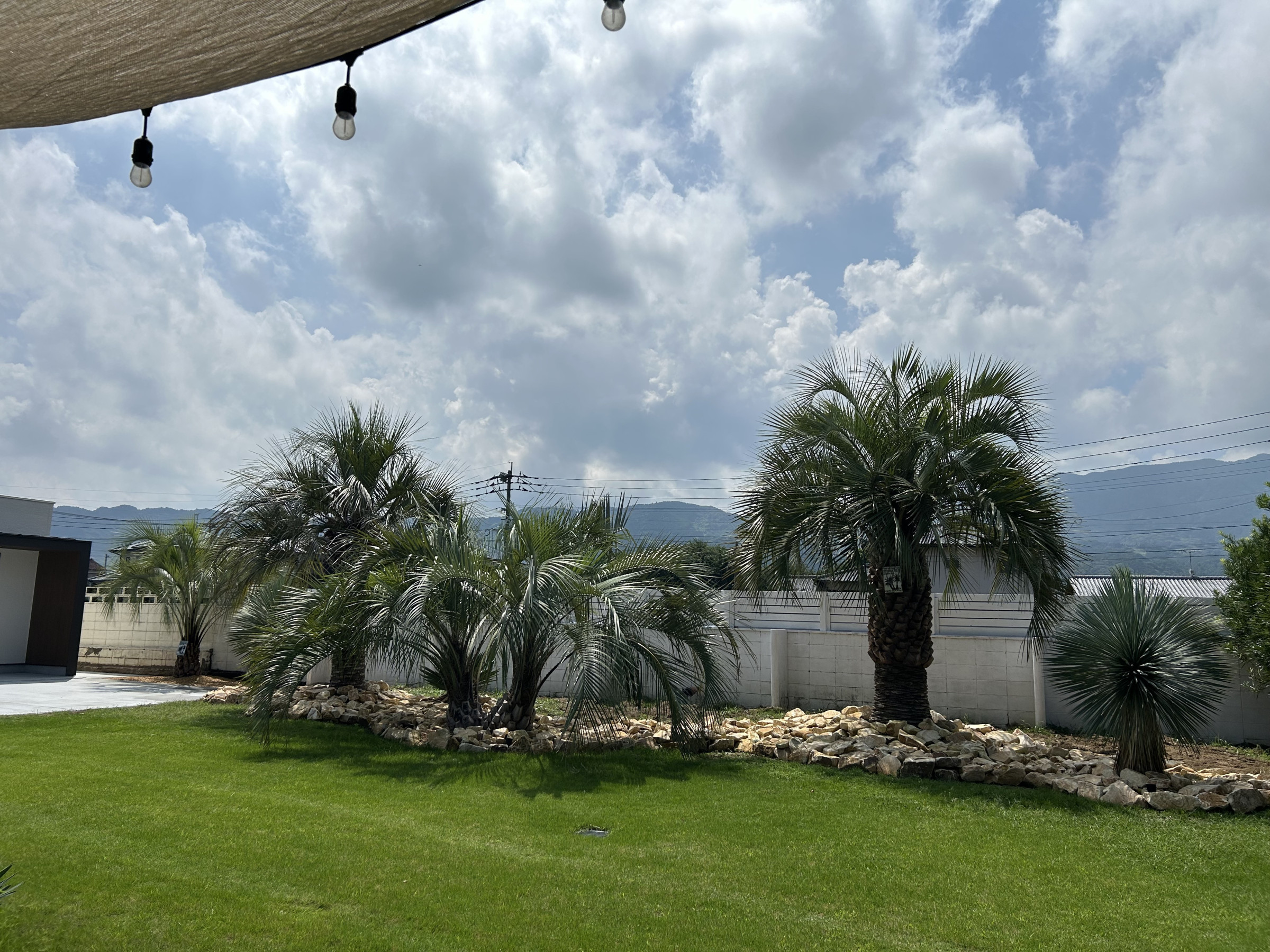 ココスヤシ専門販売店 DRYGARDEN Nico 福岡県久留米市田主丸町豊城1398-5