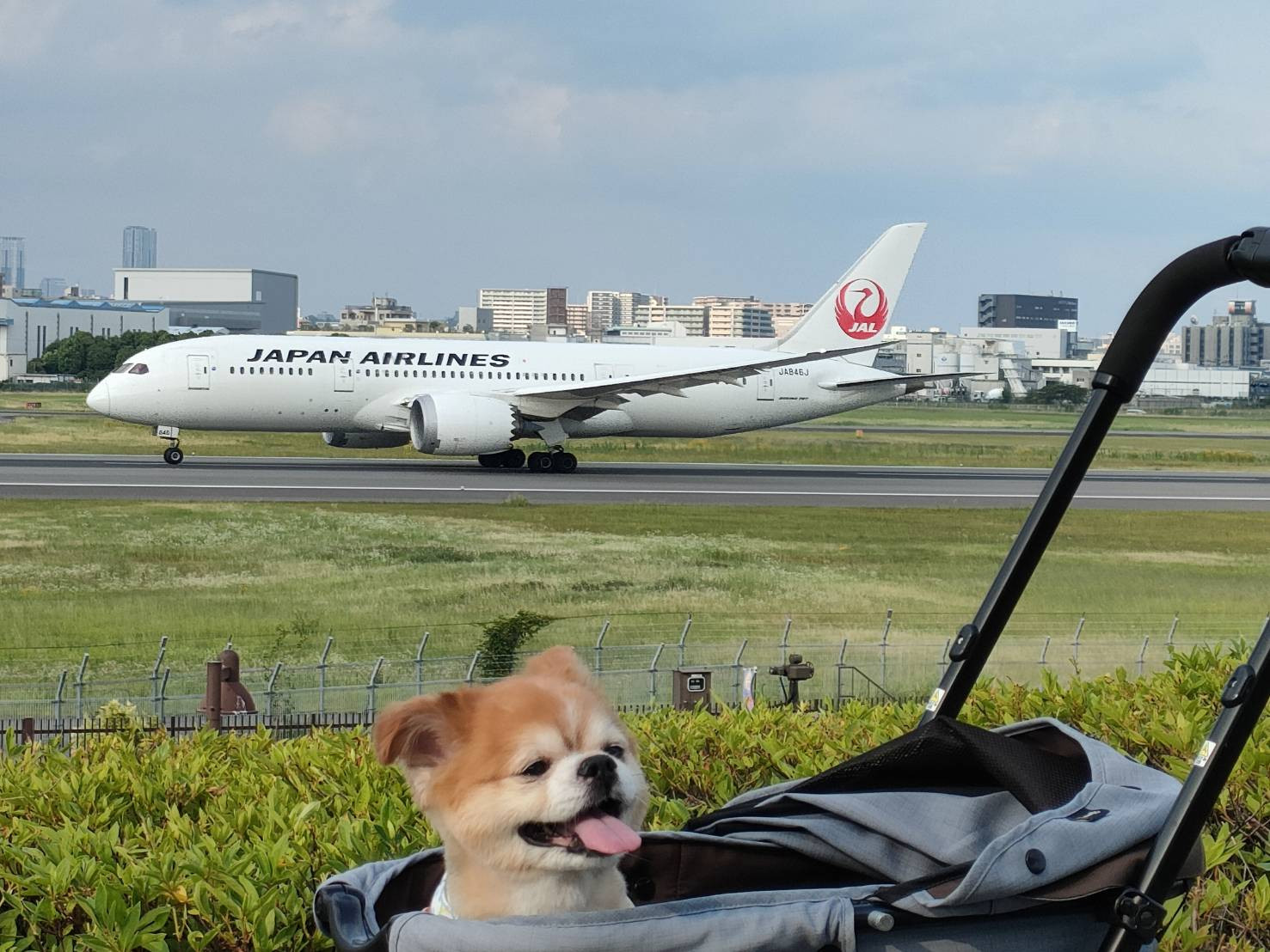 飛行機を見てきました