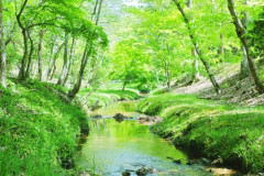 新緑の小川風景_s.jpg