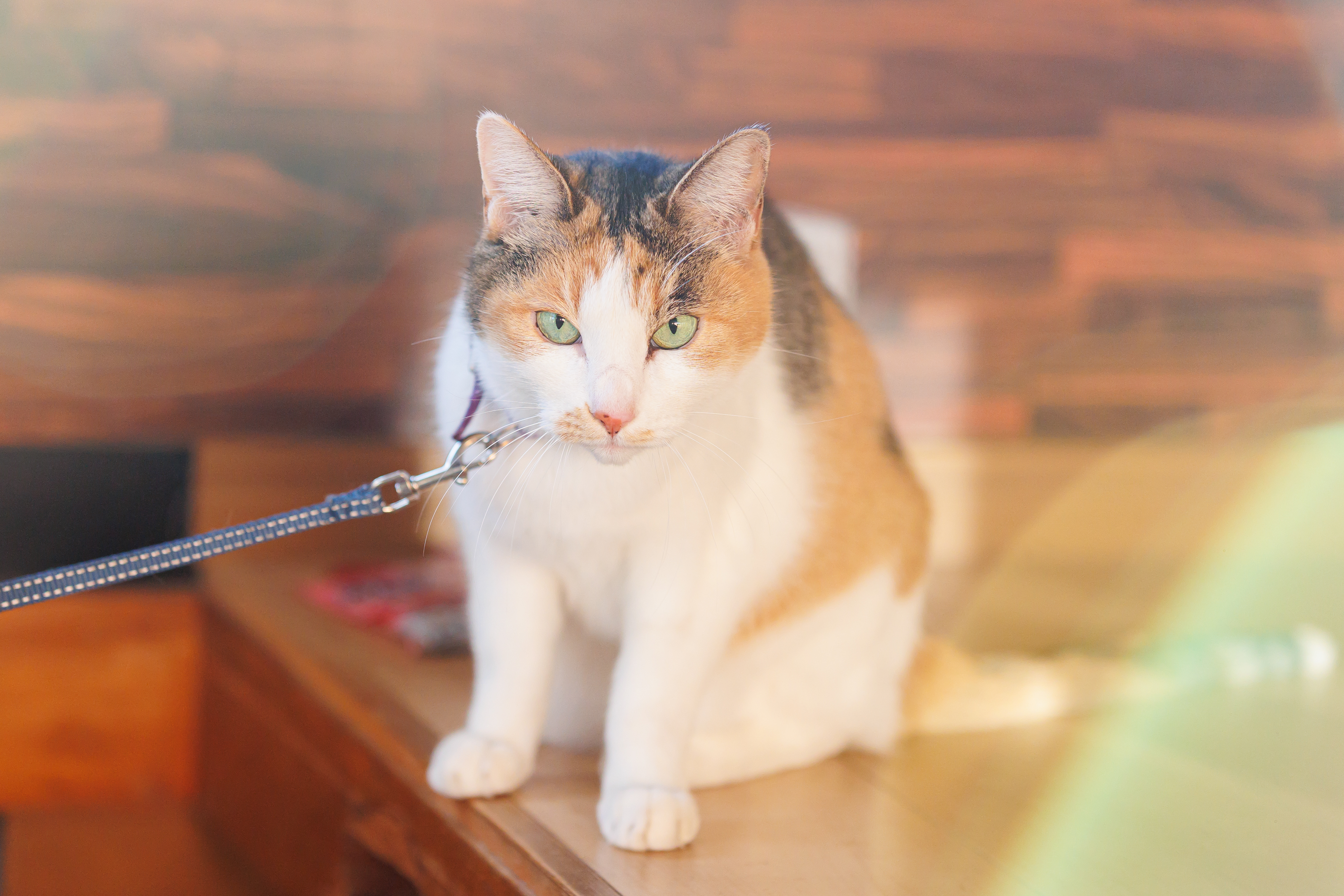 フォトアルバム - 九目写真