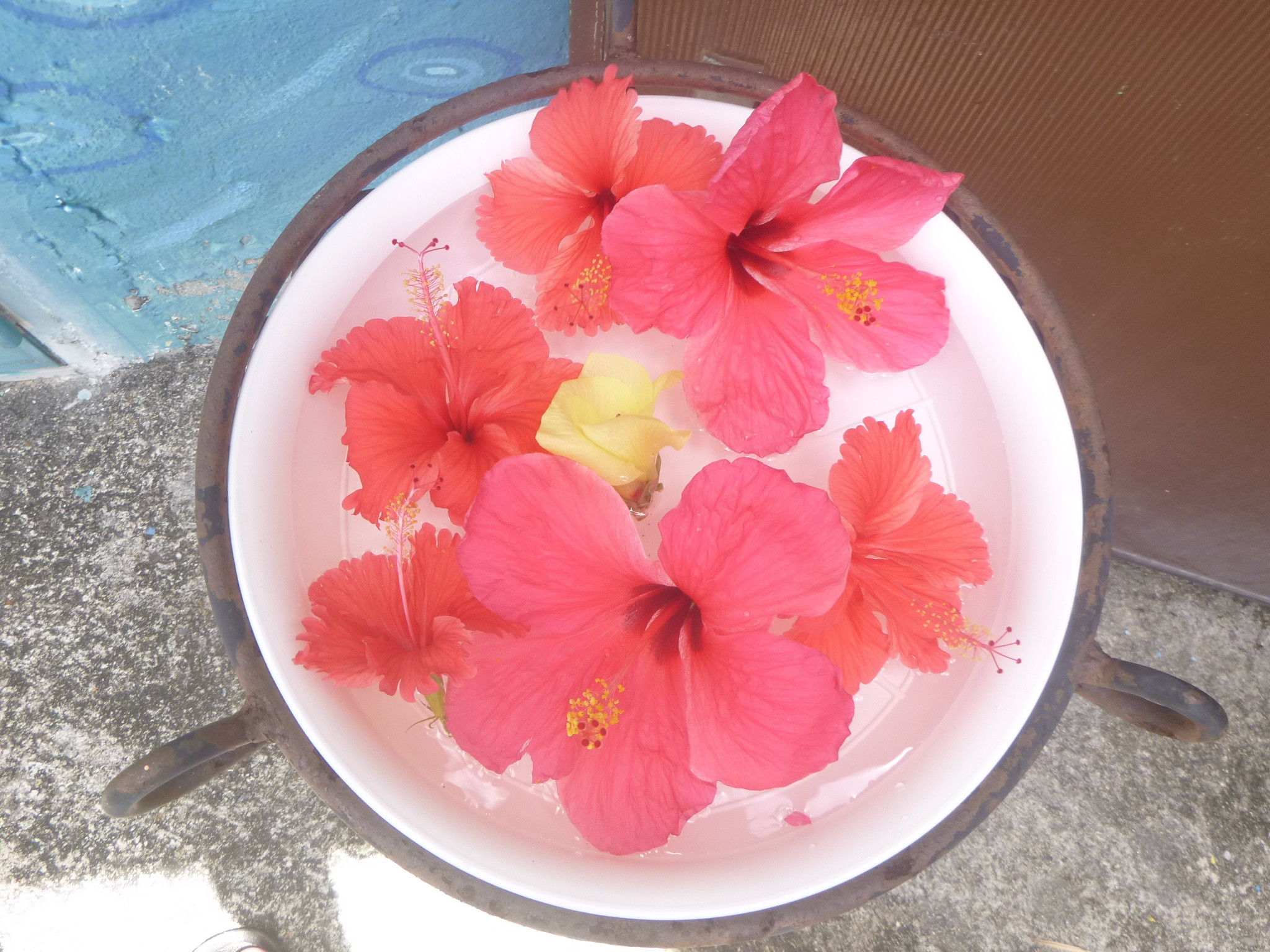 沖縄の花、ハイビスカス