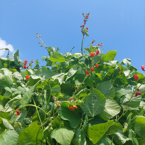 紫花豆の花