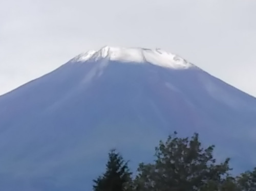 初冠雪.jpg