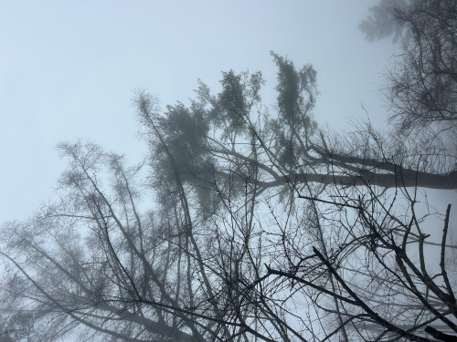 催花雨.jpg