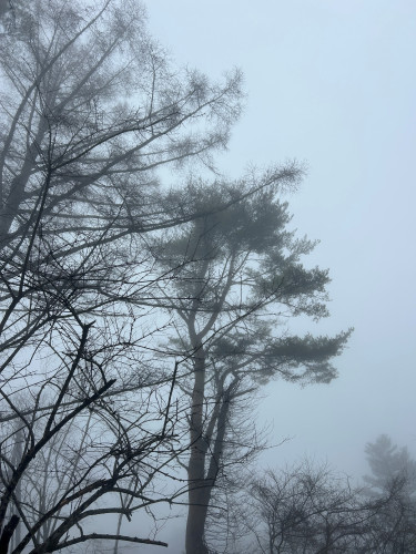 催花雨.jpg