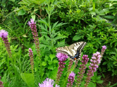 IMG_20190703_160002.jpg