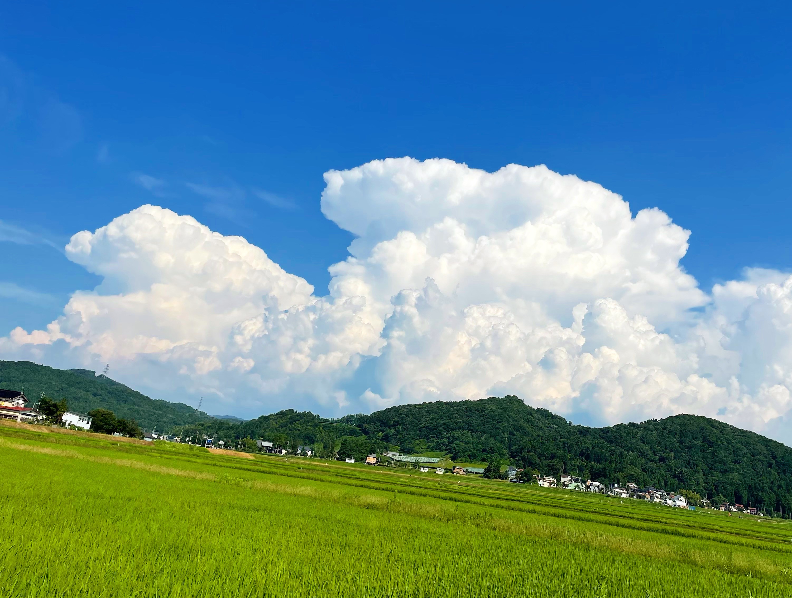 新潟県上越市　新之助【新米】