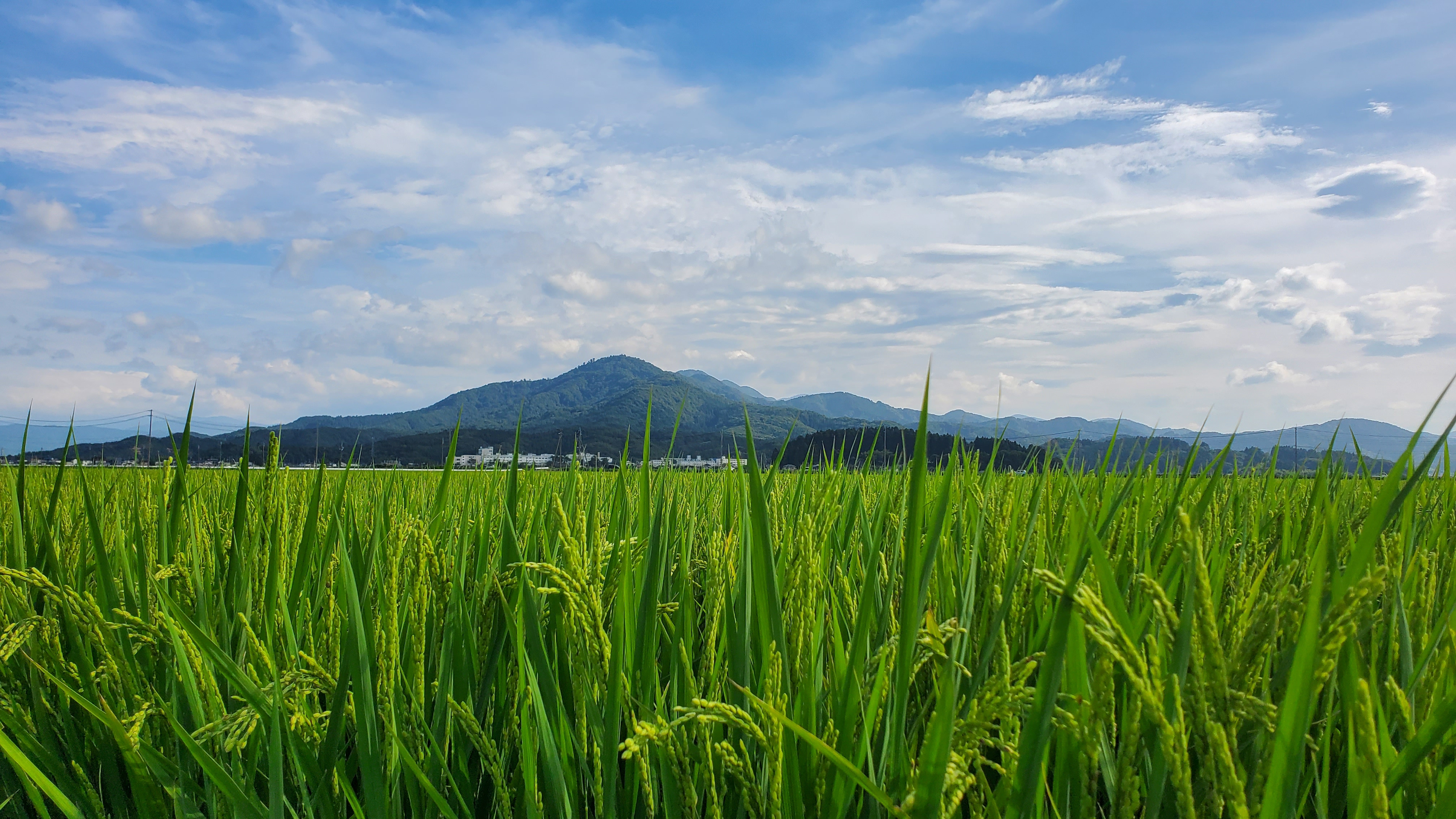 山形県産ミルキークイーン