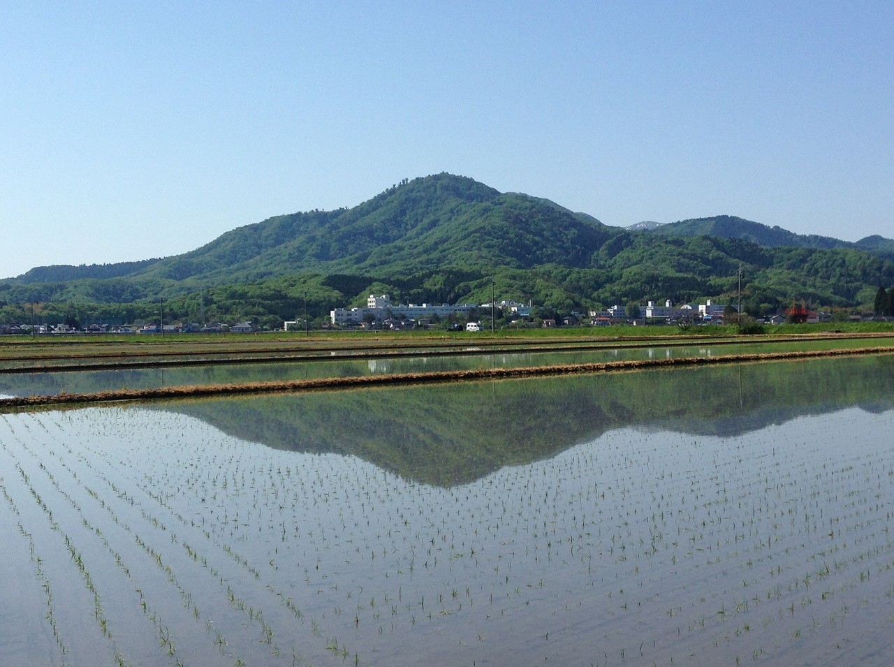 山形県鶴岡市　つや姫