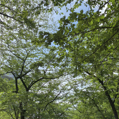 IMG_4059.jpeg