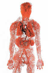 血管2.jpg