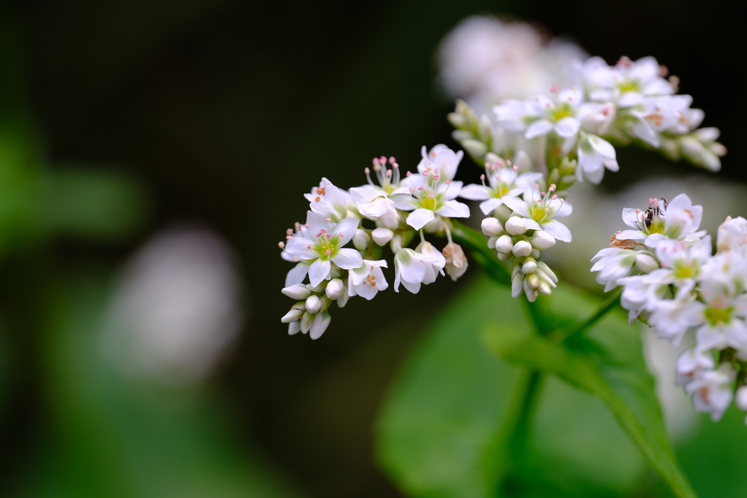 そばの花