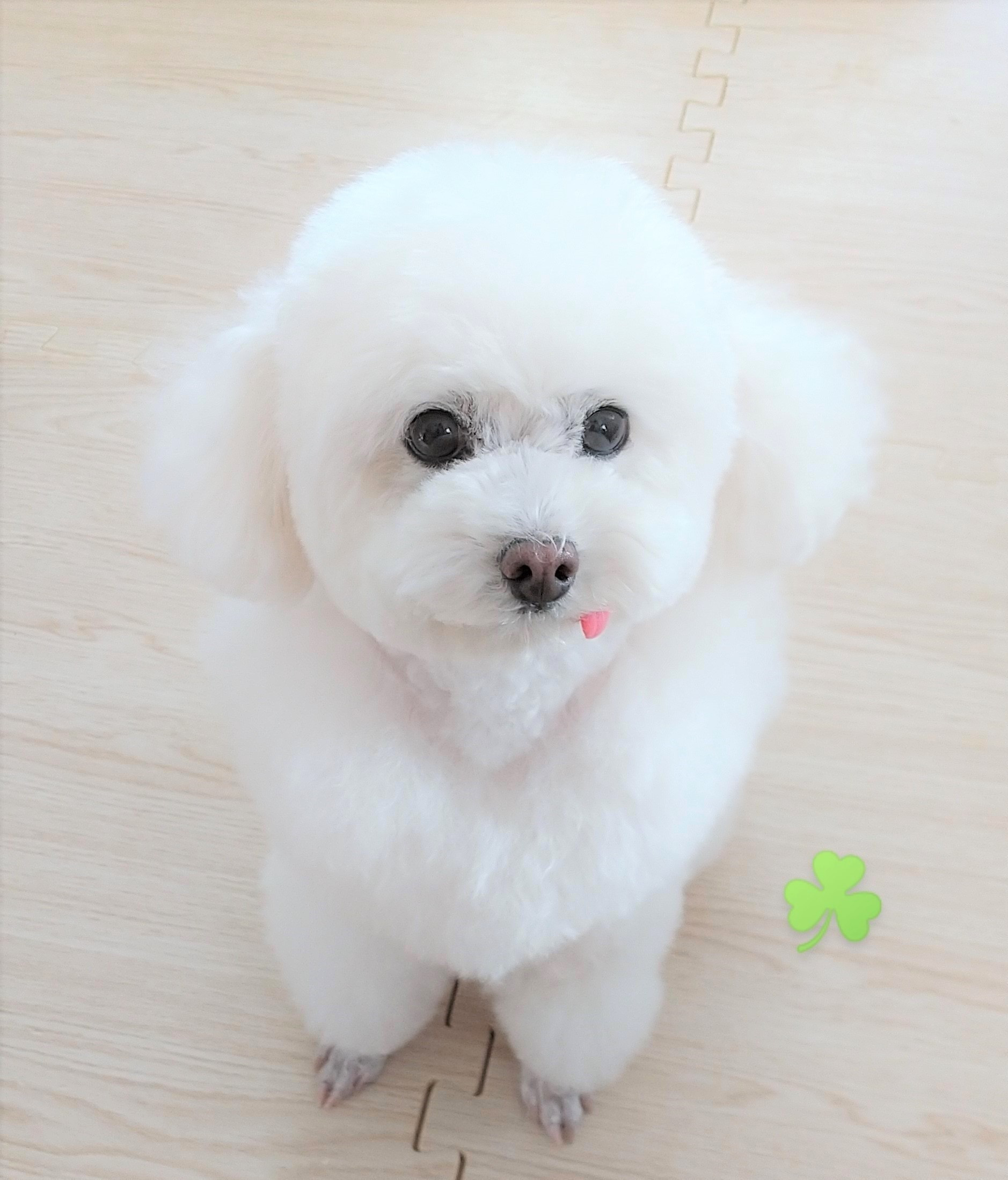 ドッグサロンぽかぽか 小型犬専用プライベートトリミングサロン