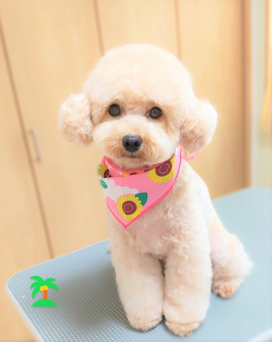 施術後わんちゃん🐶 ふわふわになりました✨