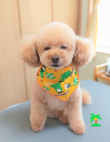 施術後わんちゃん🐶 カット後はやっぱりおねむです💤