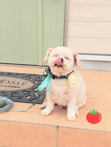 施術後わんちゃん🐶 スッキリした後のお外も✨