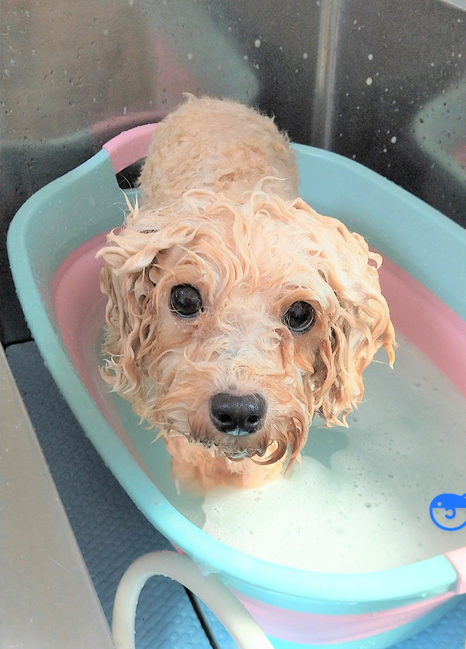 ぽかぽか紹介 > ナノバブルオゾンペットシャワー🚿 - ドッグサロンぽかぽか