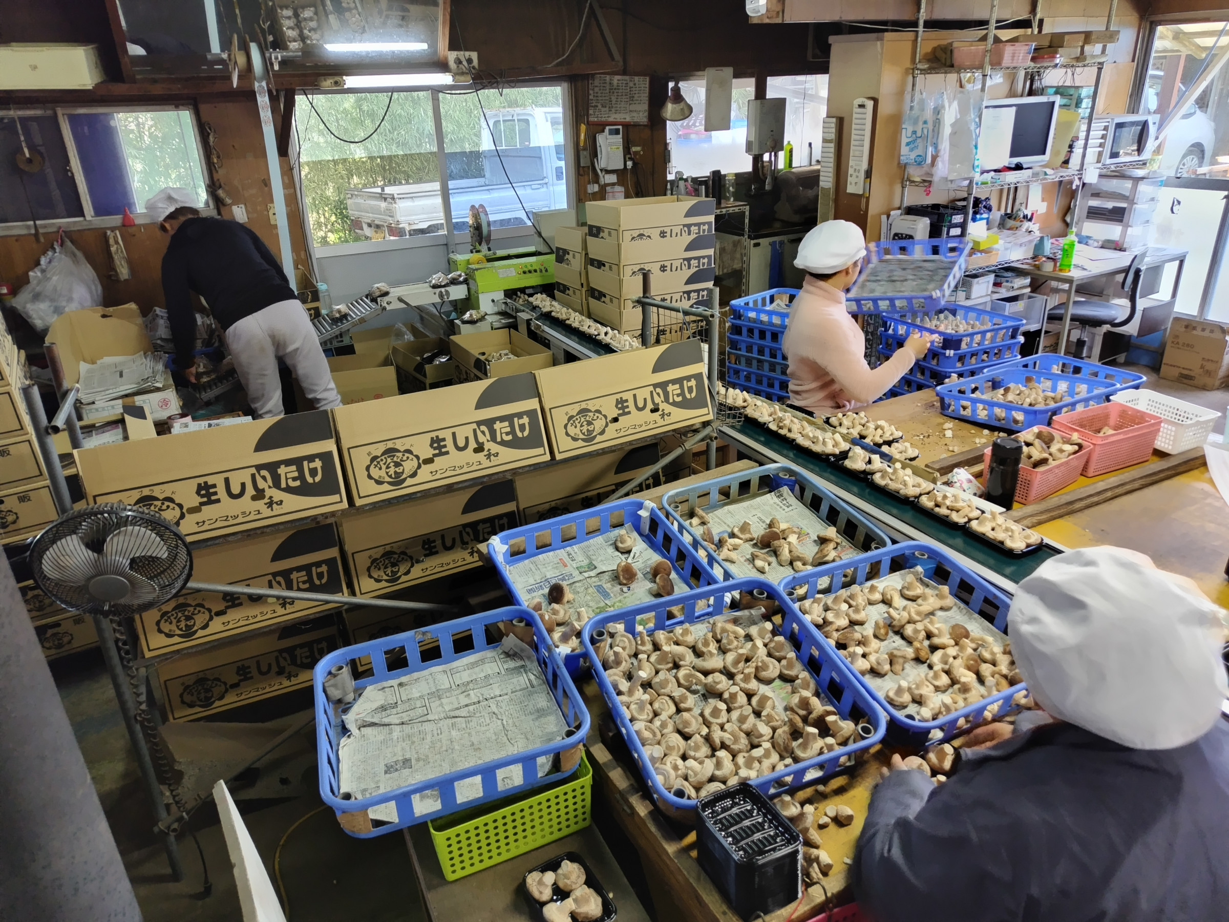椎茸の計量・梱包作業