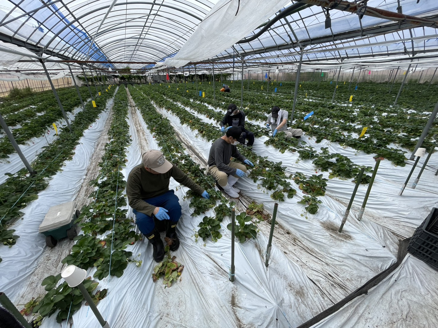 施設外就労　ユニバーサル農園（いちご🍓）