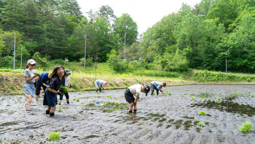 田植え2023-5圧縮.jpg