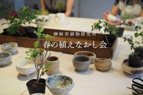 榊麻美植物研究所　「春の植えなおし会」