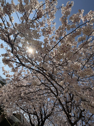 〜🌹4月卯月うづき　新年度ですね🌹〜